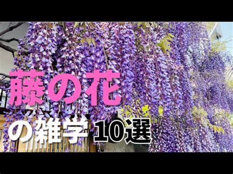 許願藤風水|藤の花の風水効果！名所で魅力をアップする方法！